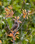 Spotted Towhee